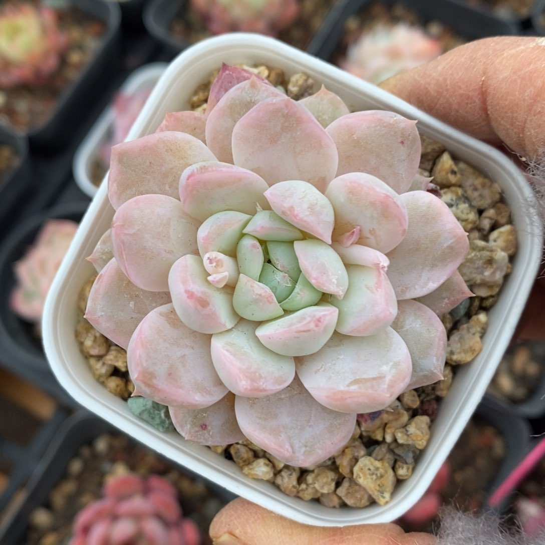 精品多肉一物一拍不包整027