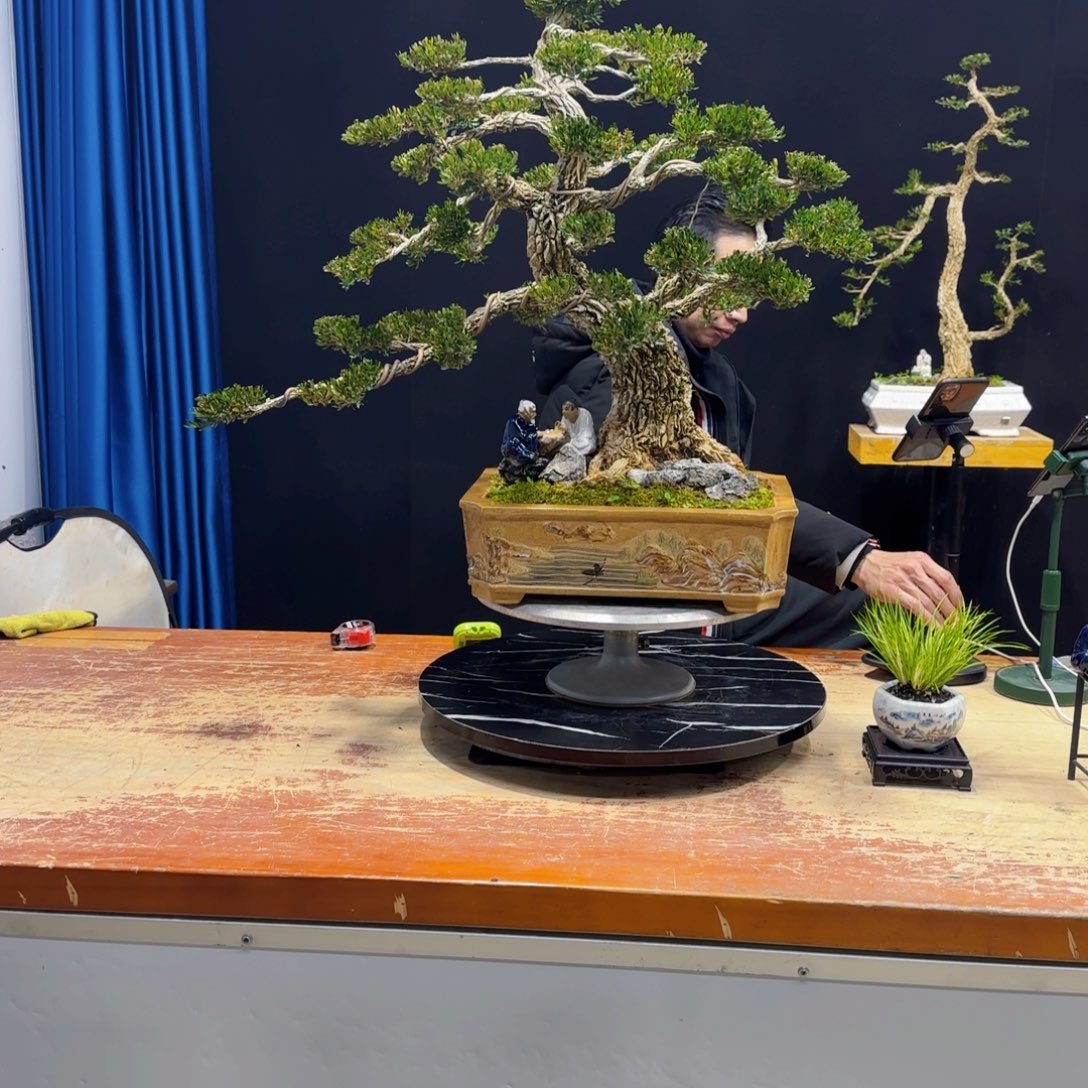 黄杨室内室外盆景艺术