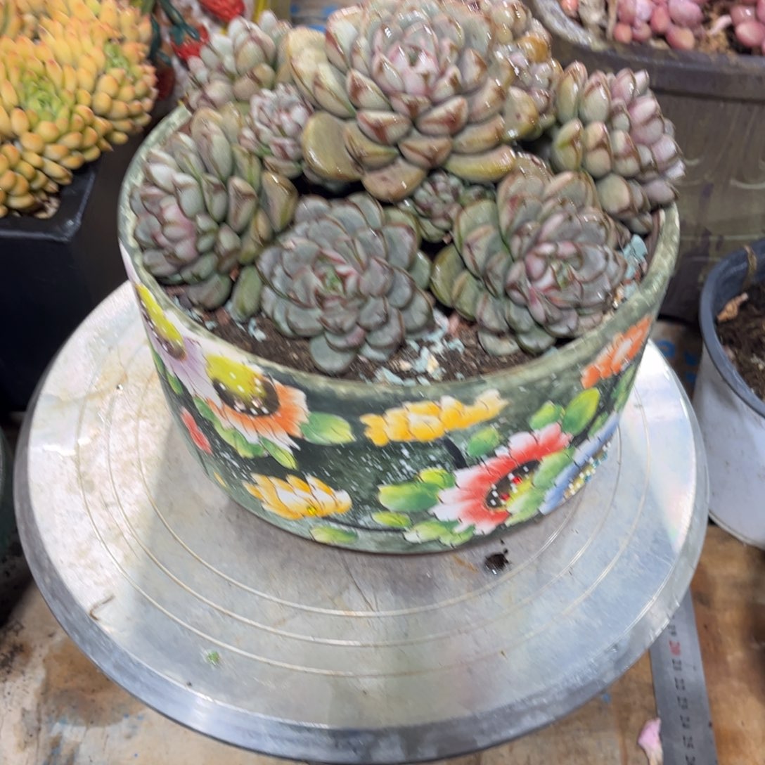 奕***星多肉植物保护研究所所长