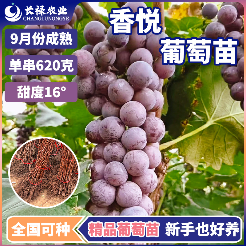 嫁接葡萄树苗香悦葡萄苗黑葡萄藤盆栽南北方种植无籽桂花香葡萄苗