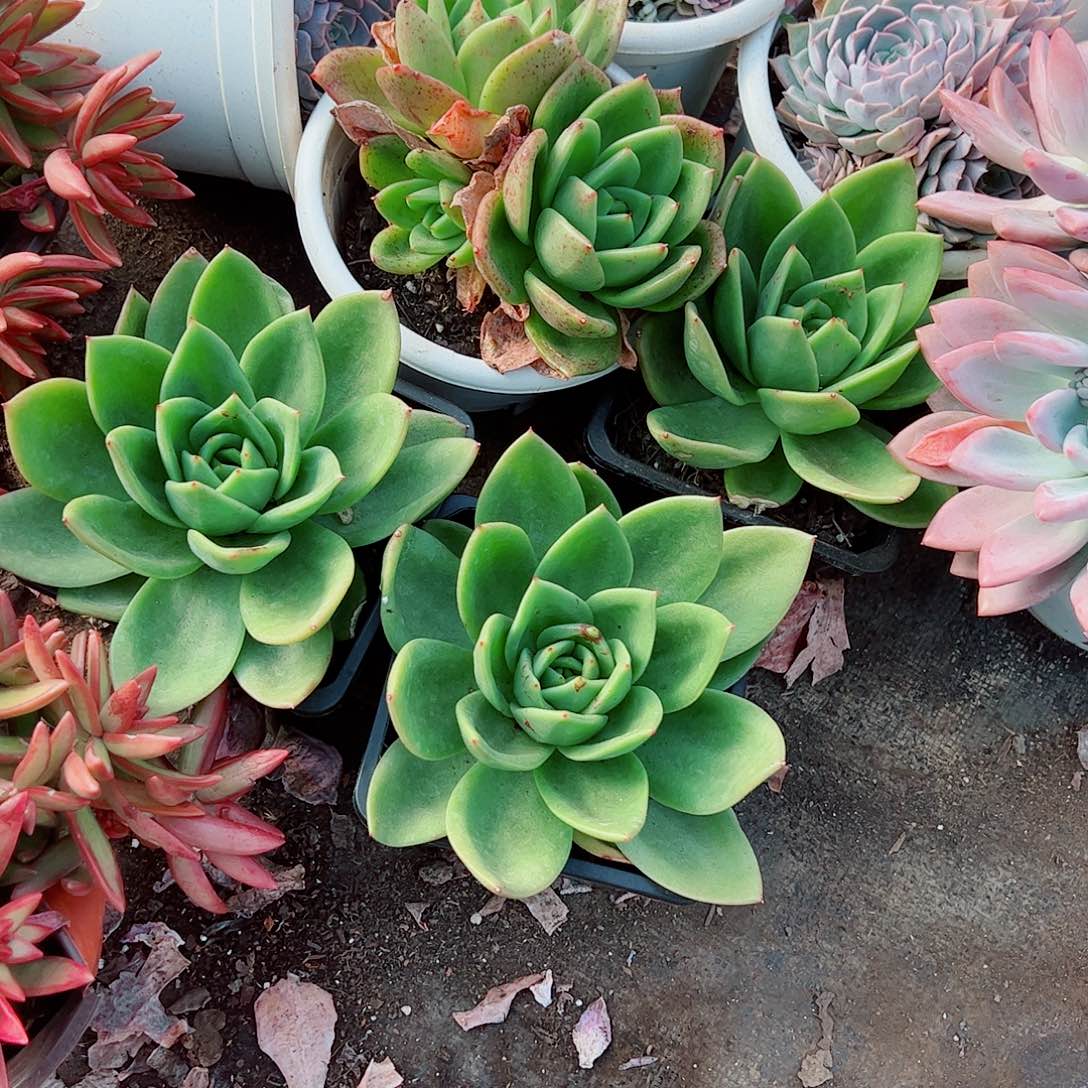 翠花大单头精品特价