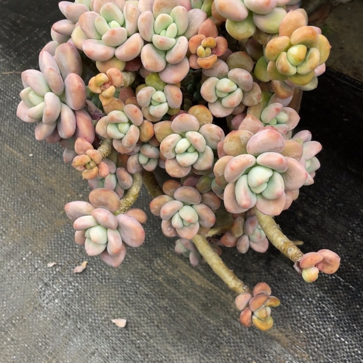 平***糖弥鹿之森一物一图