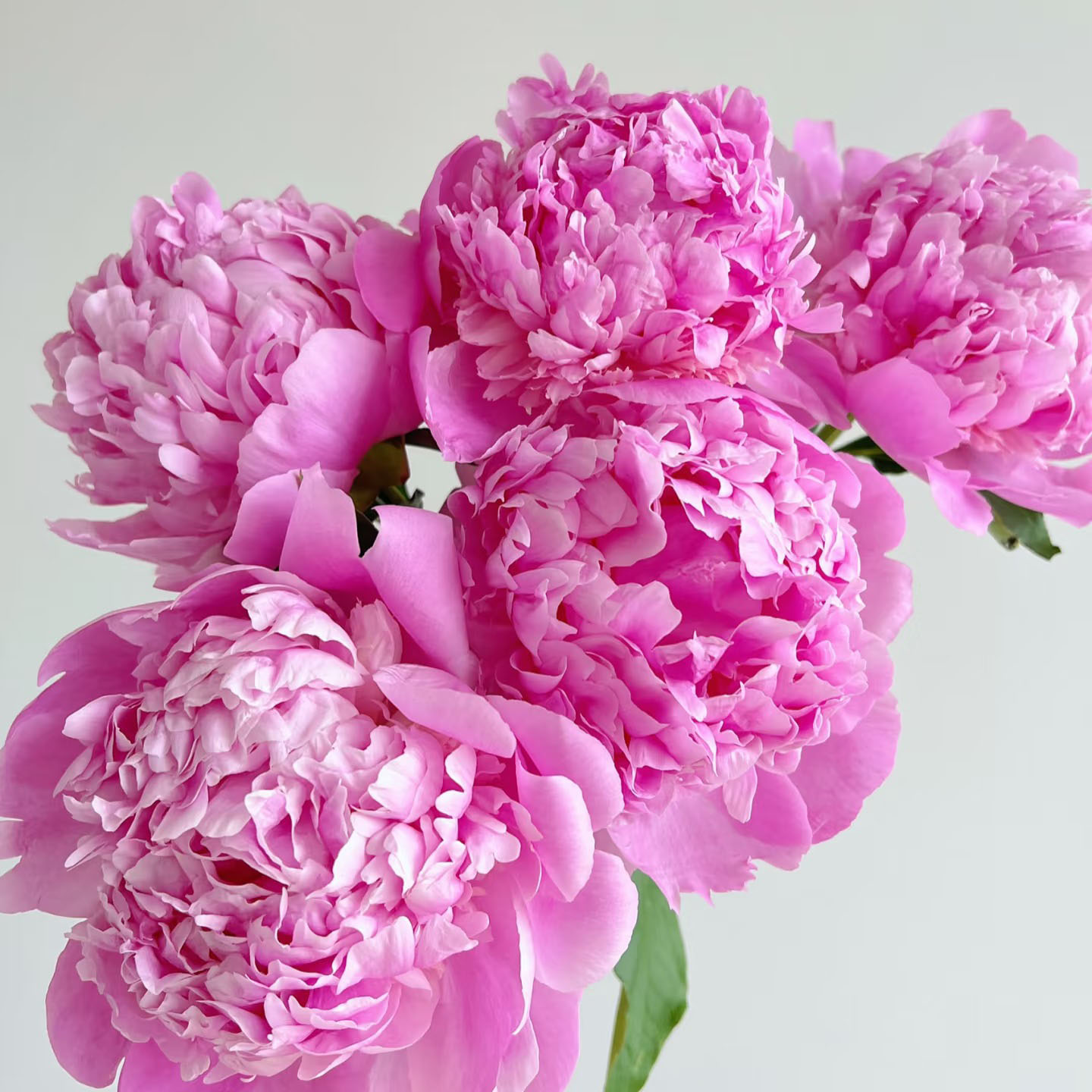 【限量100单-蓝富士】进口芍药鲜切花菏泽基地直发