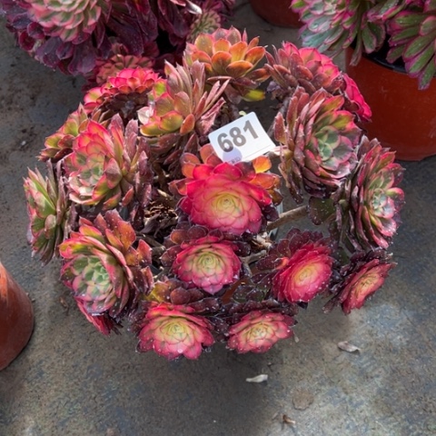 681烟花朵朵多肉，