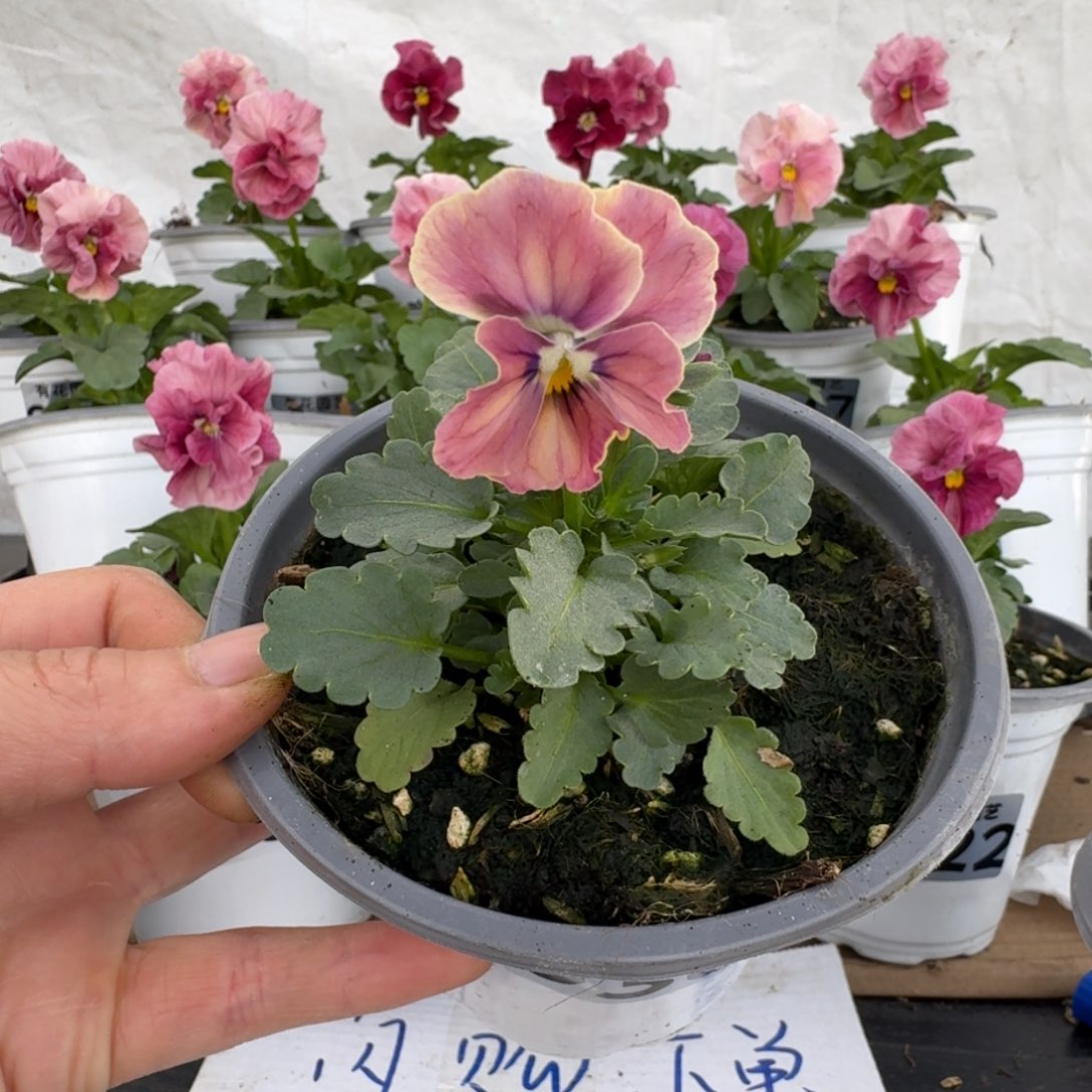 全部花朵036号角堇