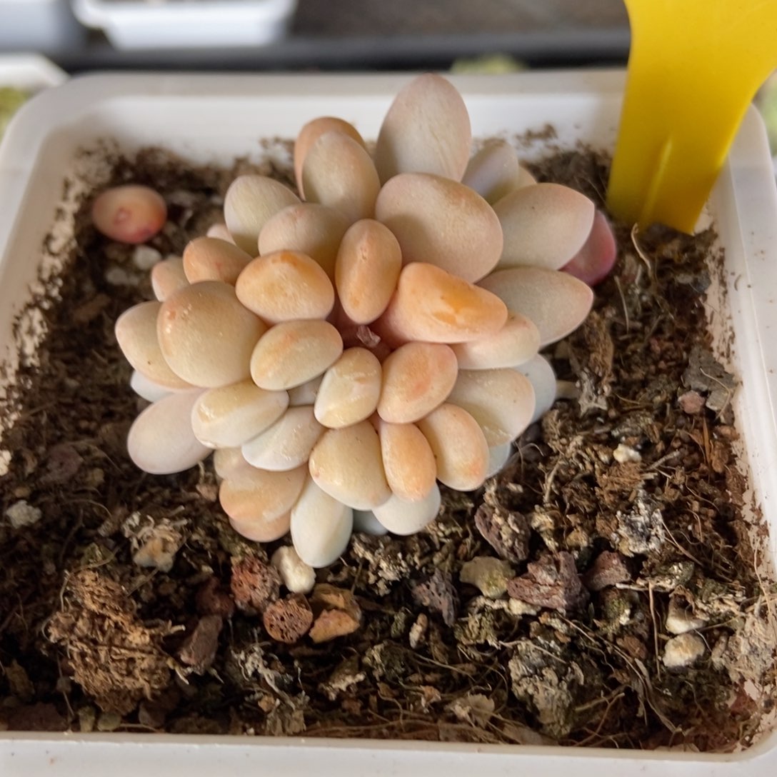 850粉兔六头多肉植物保护