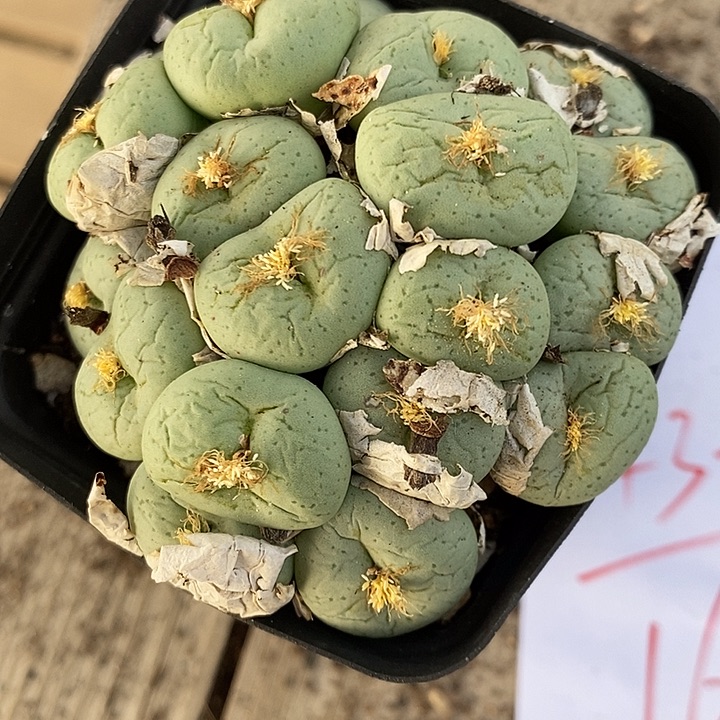 432吕氏大饼一群。     