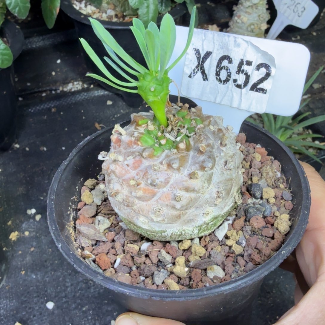 感***悟福利峨眉山一颗带盆发