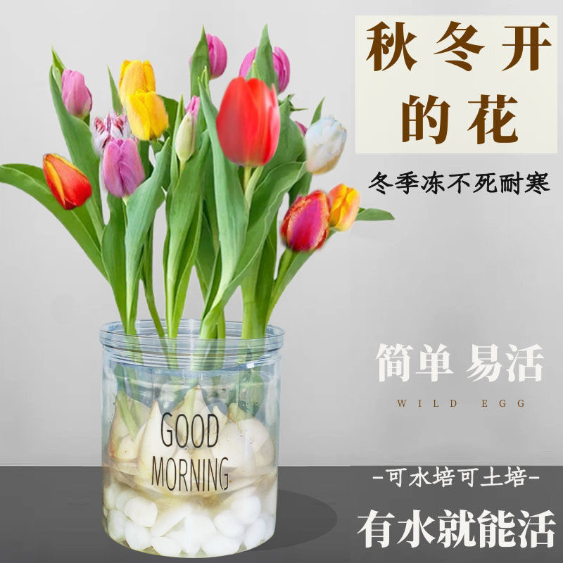 郁金香种球水培花卉绿植盆栽重瓣植物室内外四季开花土养耐寒花种