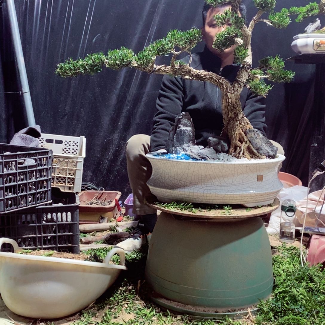 无花朵广东皱皮雀舌黄杨