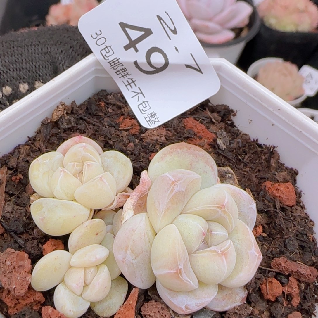 小脸冰玉一颗脱土发货