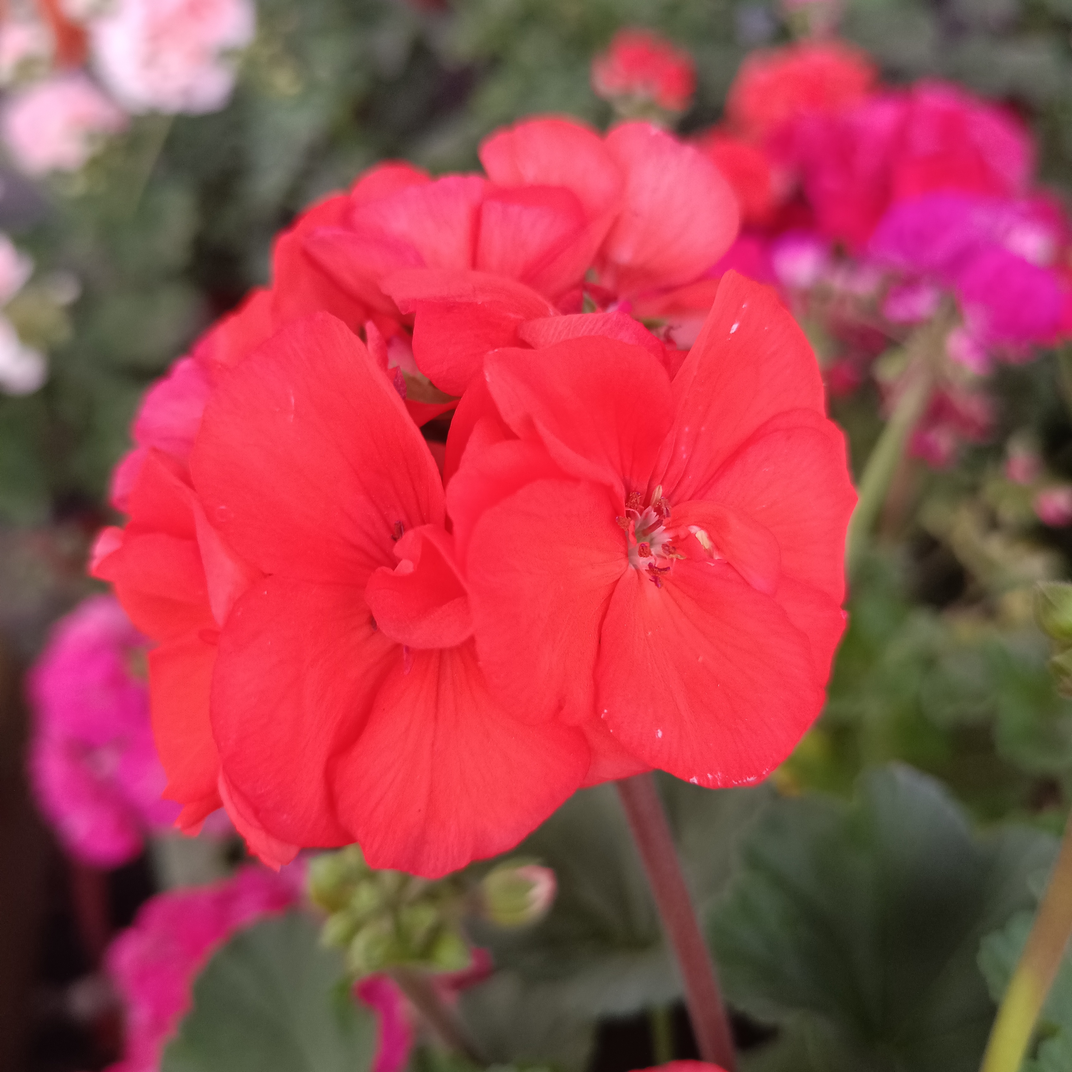 橙色浪漫耐热勤花四季开花<清棚价>