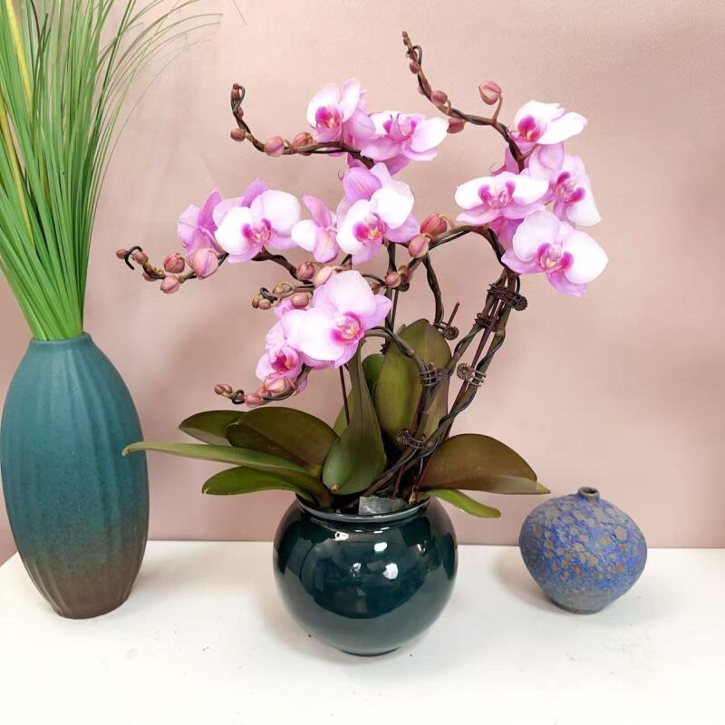 国华优品【豆蔻佳人】精品蝴蝶兰生长绿植花卉艺术组盆高级盆栽系列