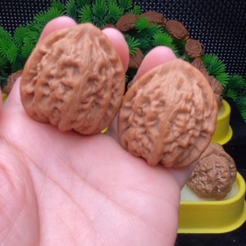 红锦鲤37全品11111