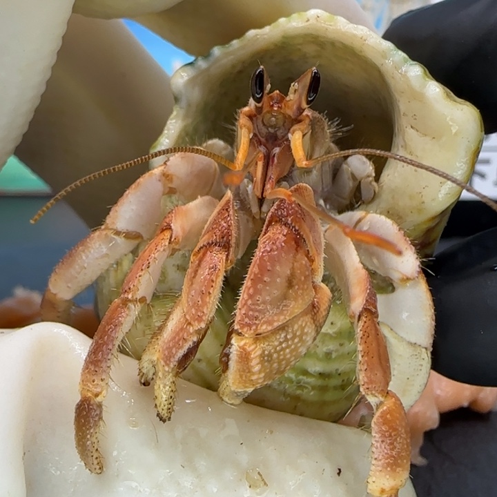 A11橘色 灰白1.5cm口径