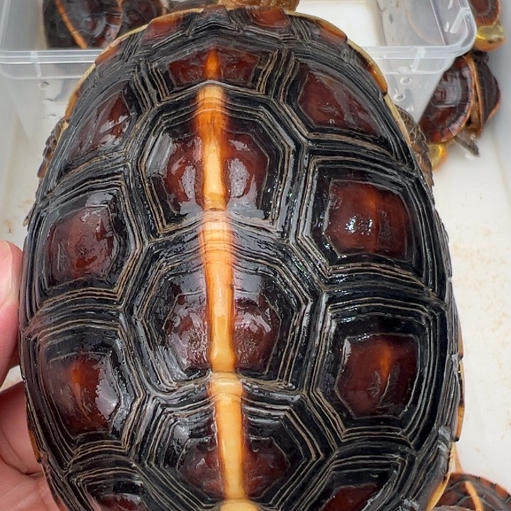 母绿毛龟无啦啦了我也