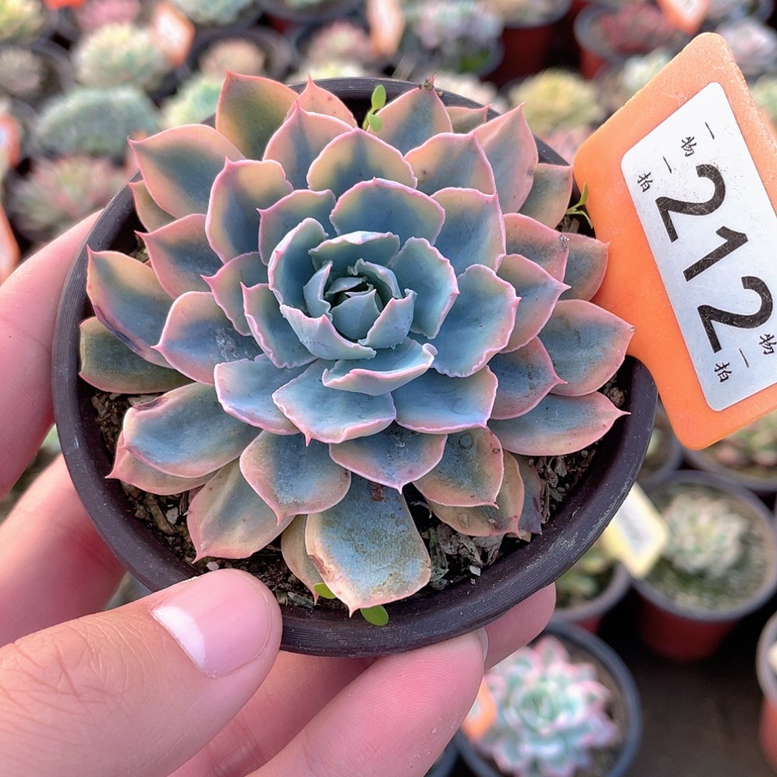 蓝色苍鹭锦212号多肉