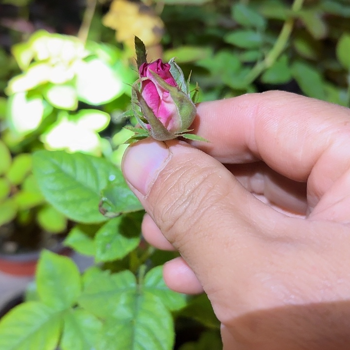 无花朵对对碰小苗
