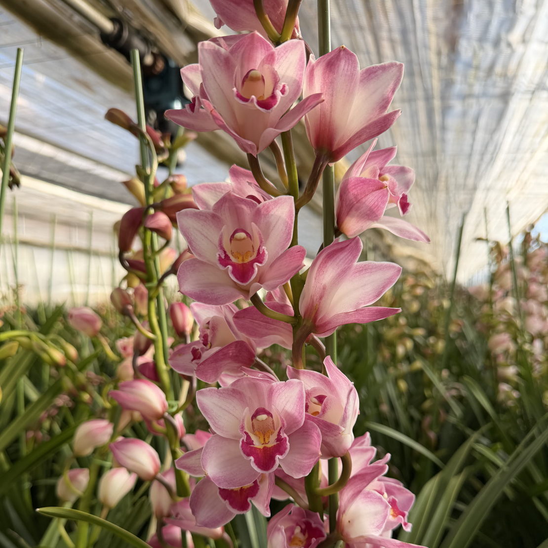 大花蕙兰【檀香兰】 花枝高 颜色鲜艳 基地直发