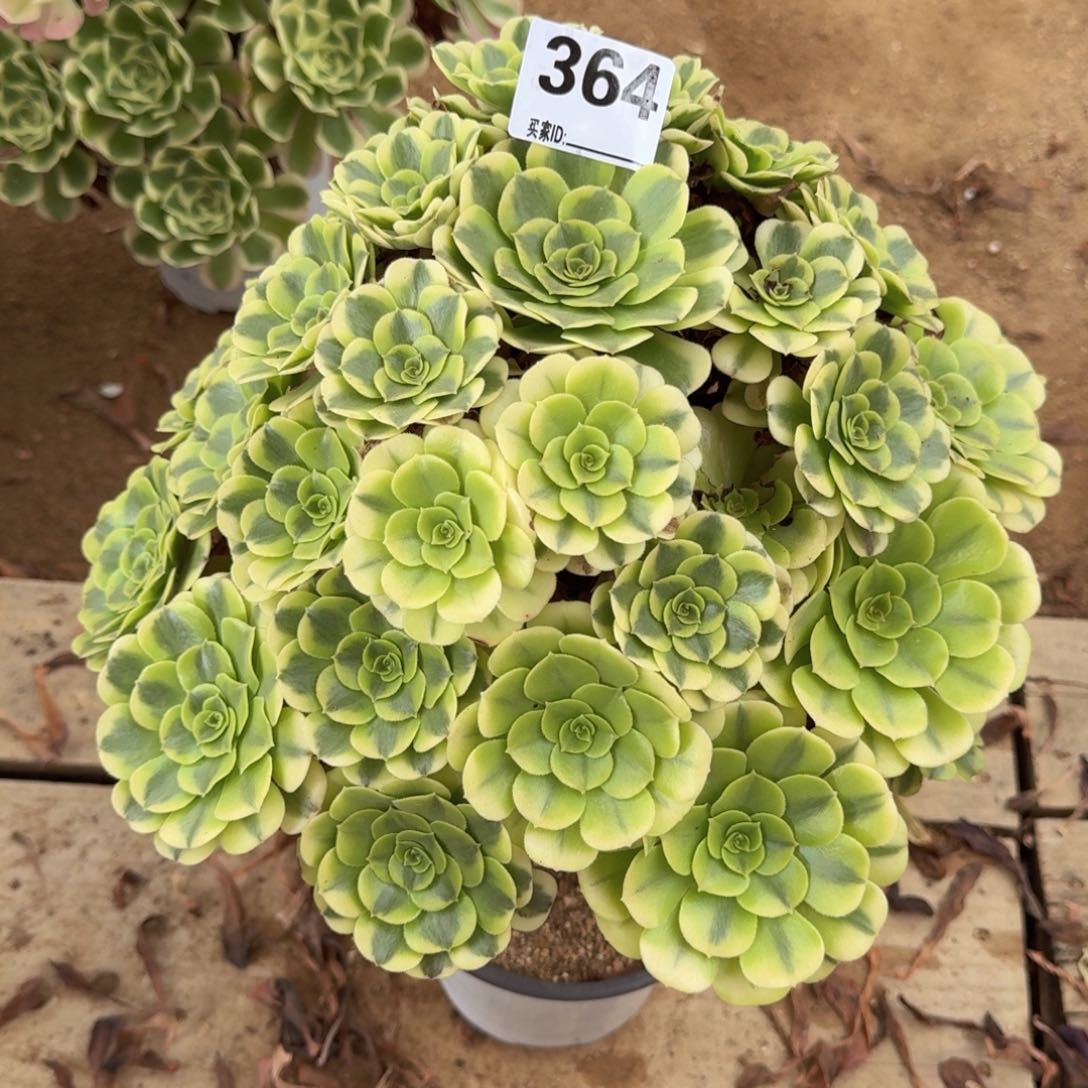 364绿豆沙多肉植物