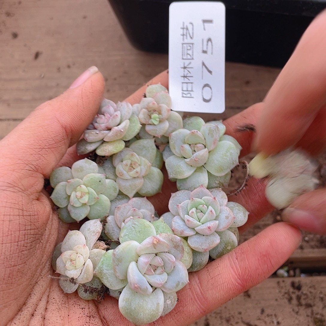 多肉植物多肉植物751