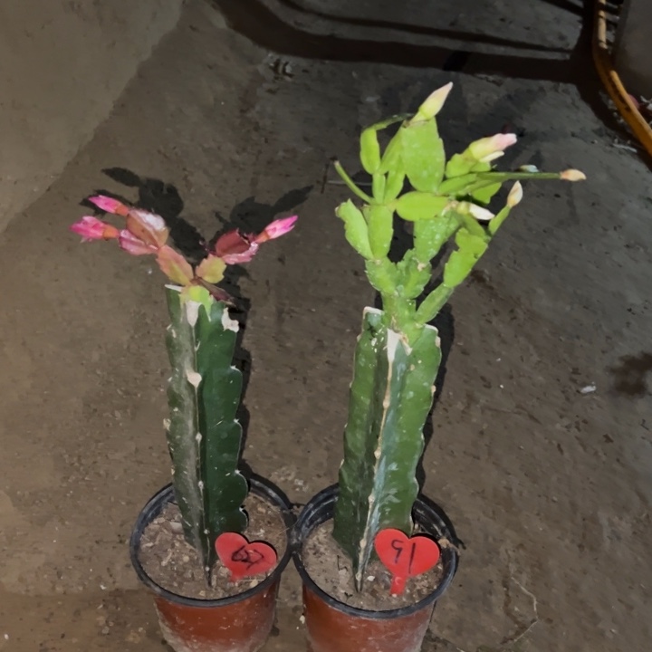 落***齐当前无花栽培后可以开花083  627  雅丝91