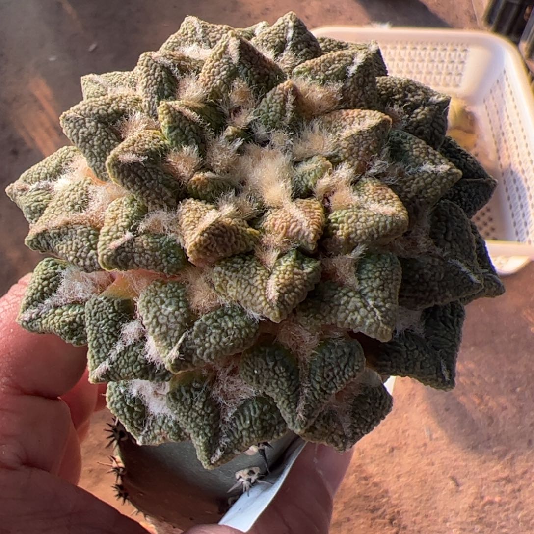 颗粒黑牡丹散斑锦967