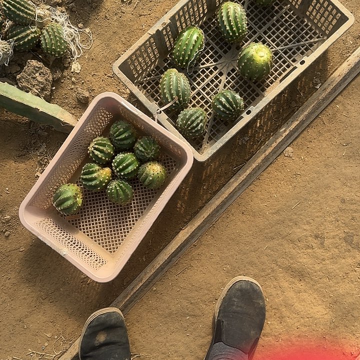 往***零xt。诺尔斯7个仙人球毛花柱