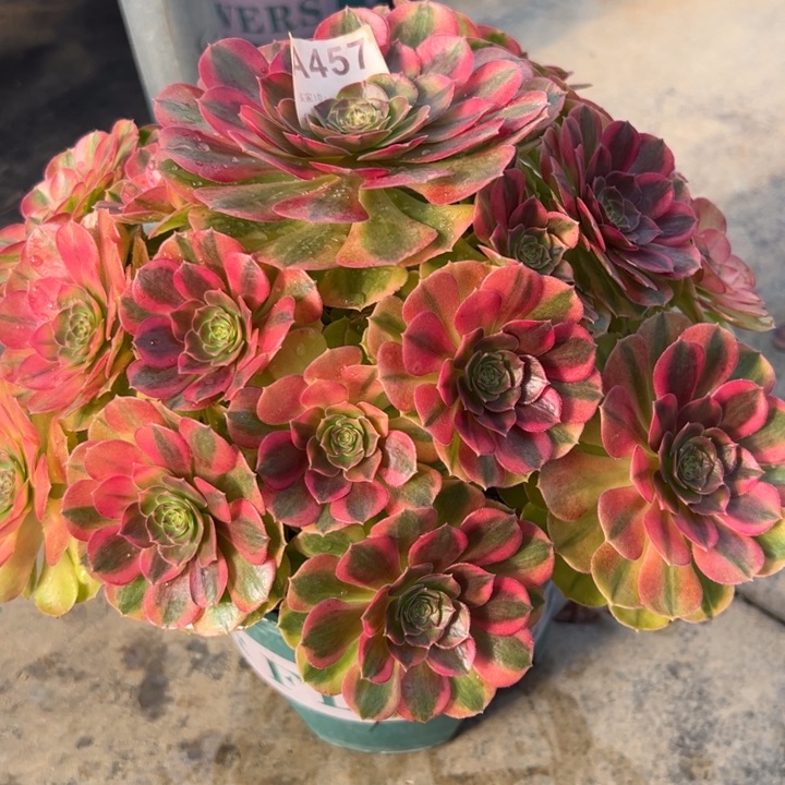 457雨荷30厘米左右