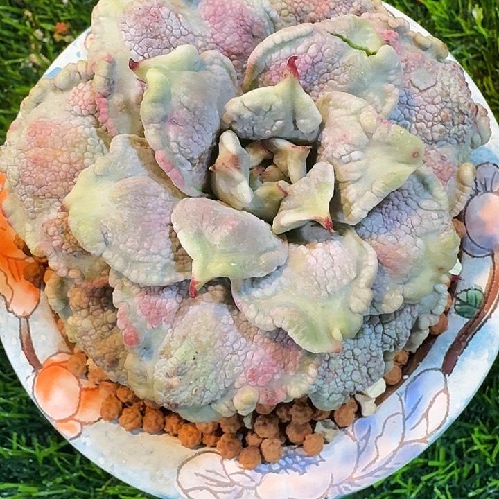 M***O饺子皮带瘤子给家人做福利