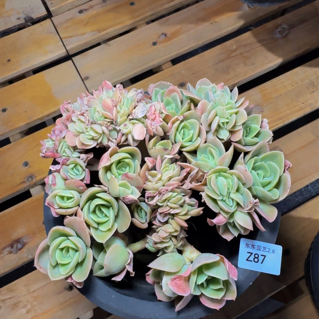 z z z z z z z 87