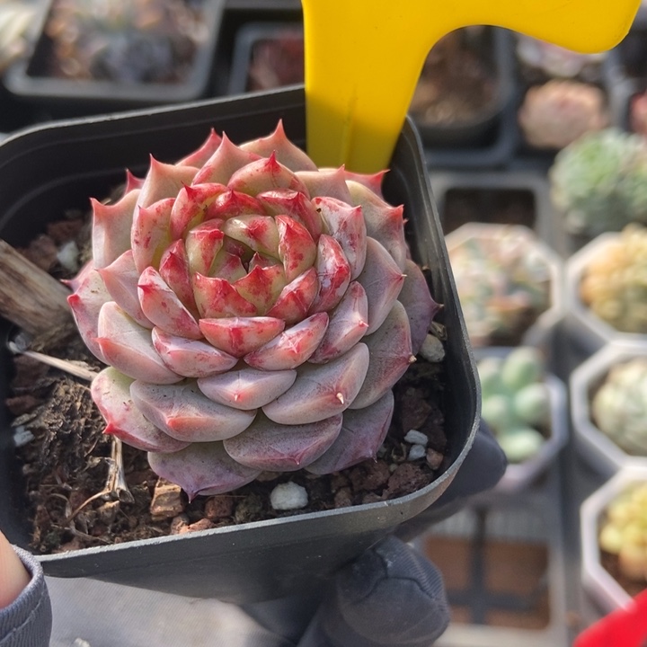 881红孔雀多肉植物保护