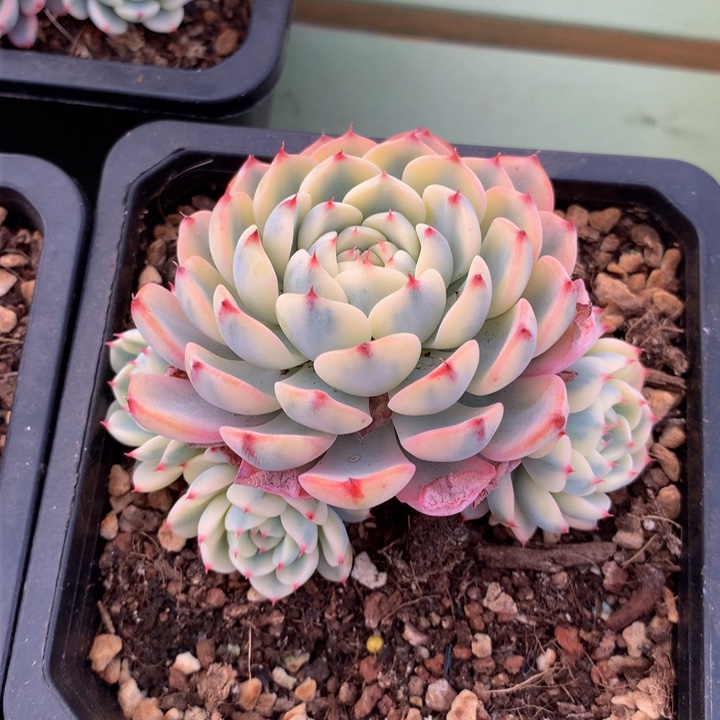 姬莲锦锦上园艺一物一拍