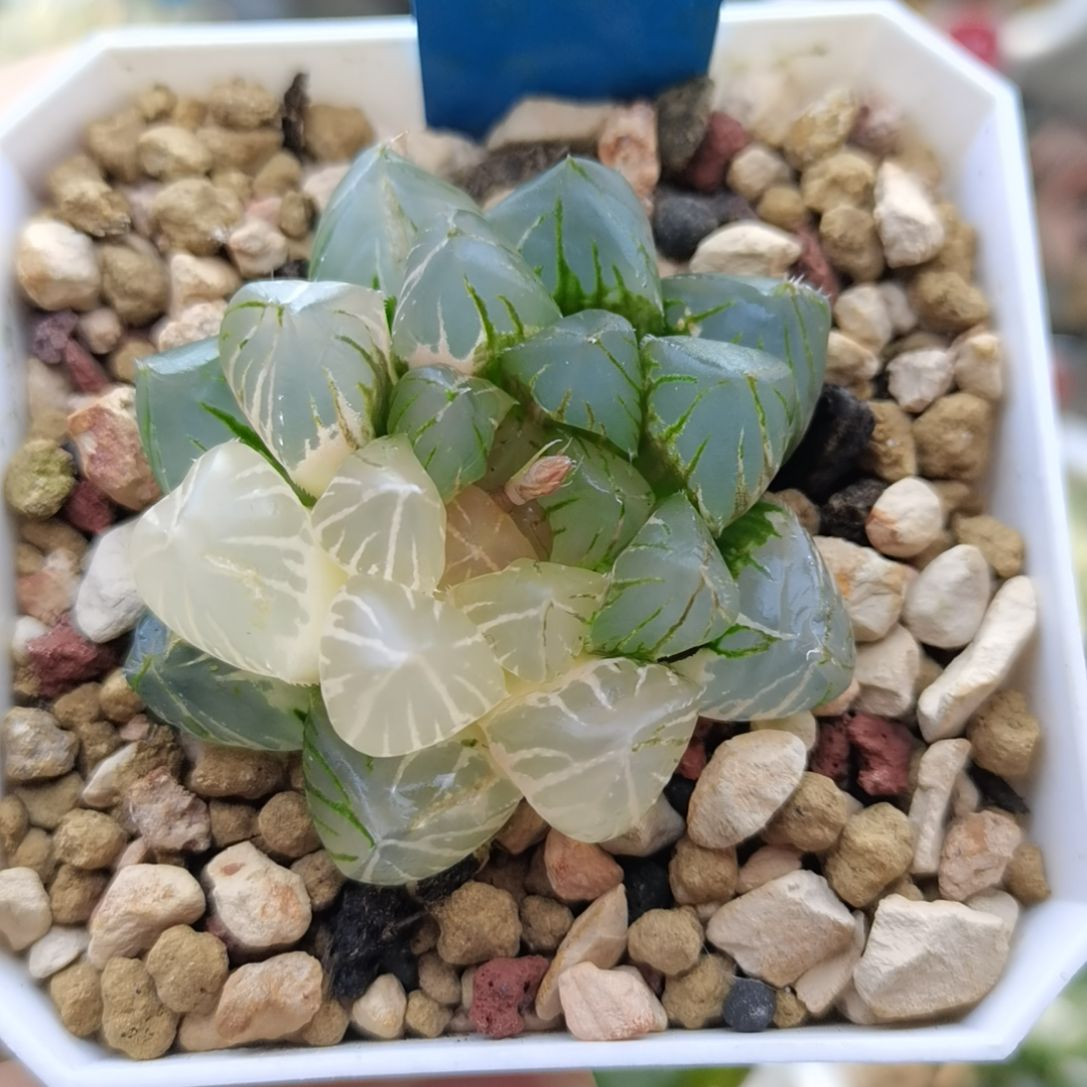 31号玉露锦一物一拍带盆土发货