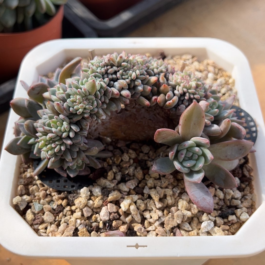 *****珠珠石榴籽星影缀