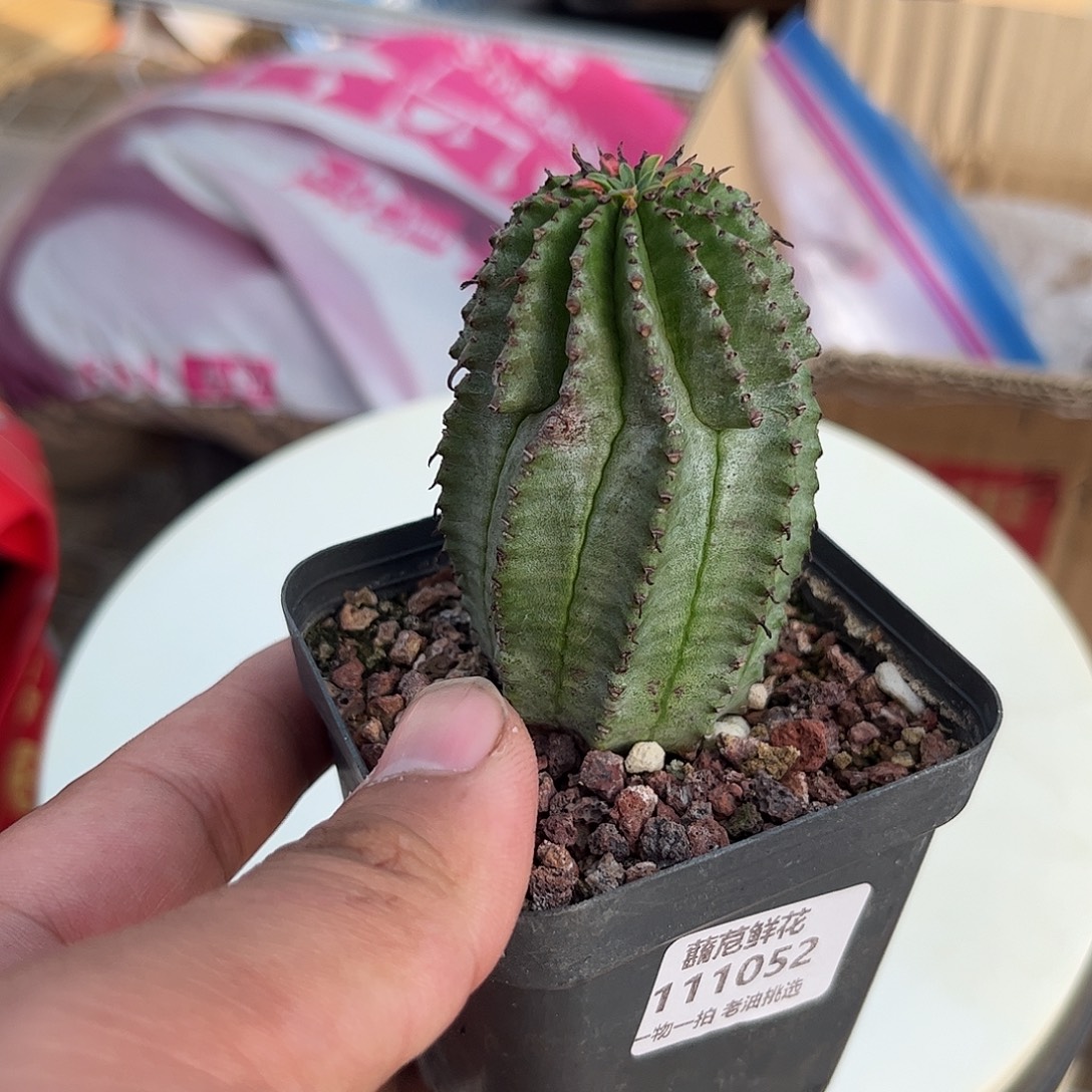 阿***林111052一物一拍单头发