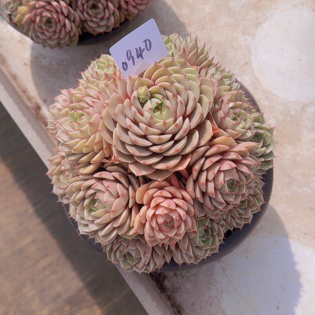 明**…0940本巴多肉植物