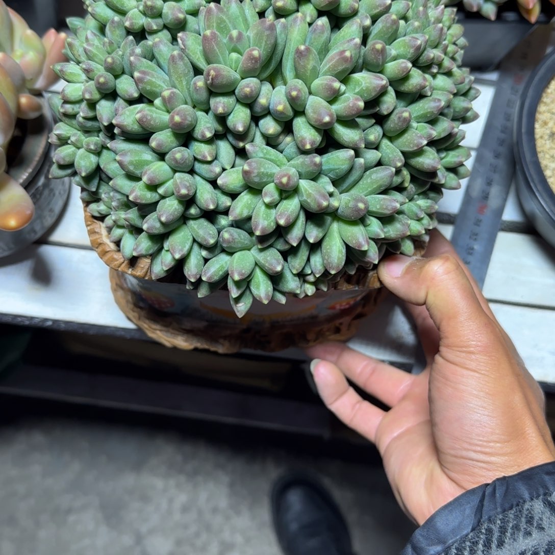 あ***³多肉植物千代田之松