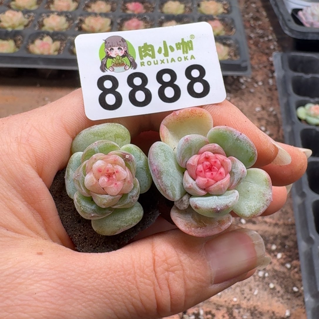 b***o多肉植物多肉植物