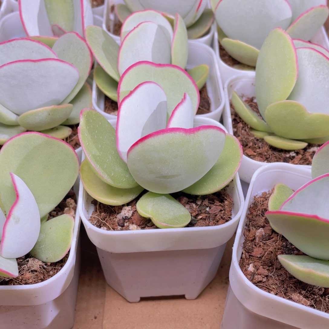 日系白眉多肉9.9包邮