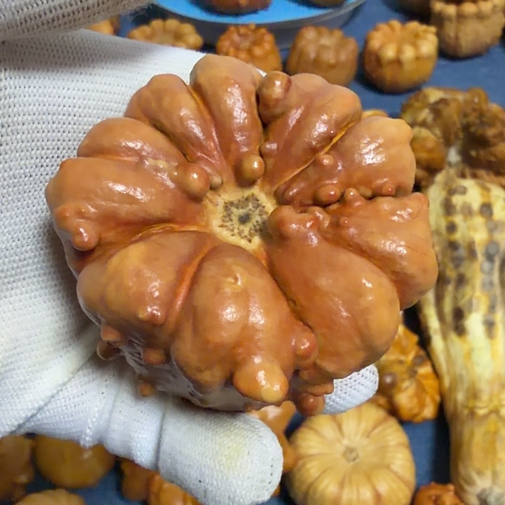 但***海墨西哥七彩疙瘩葫芦