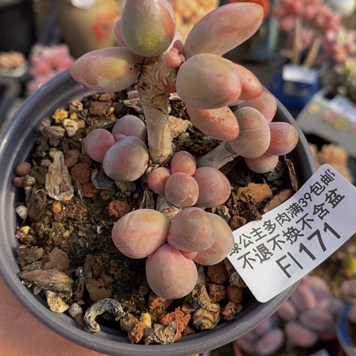 糖果美人老桩171多肉植物