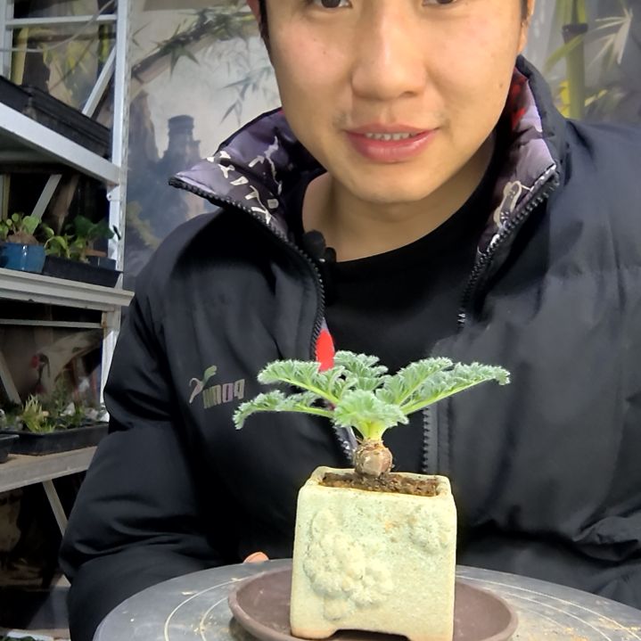 一****念中青园艺一物一拍花292