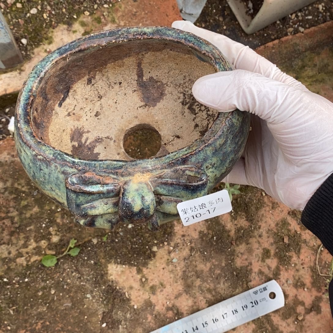 17号多肉盆一个呀