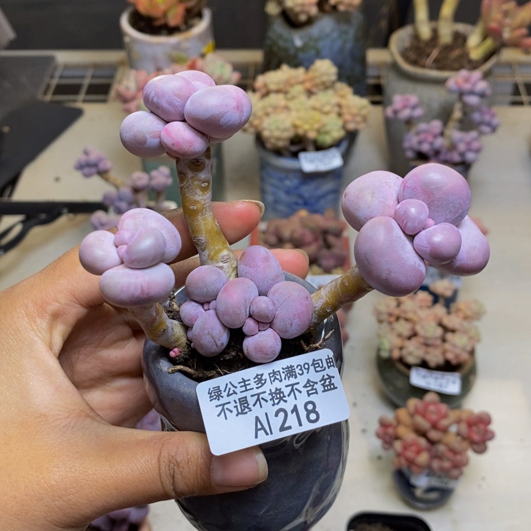 218芭比奶多肉7cm