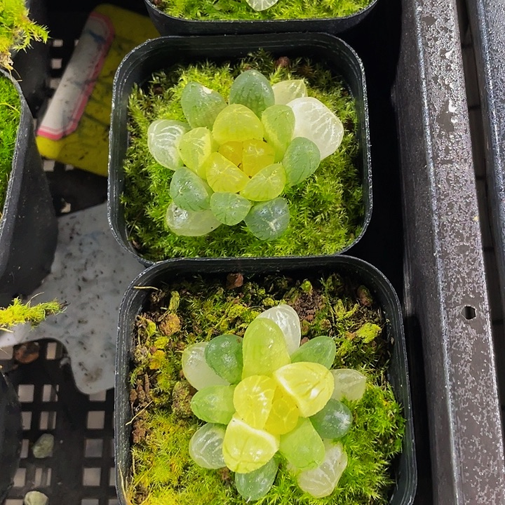 琥珀玉露带盆土发