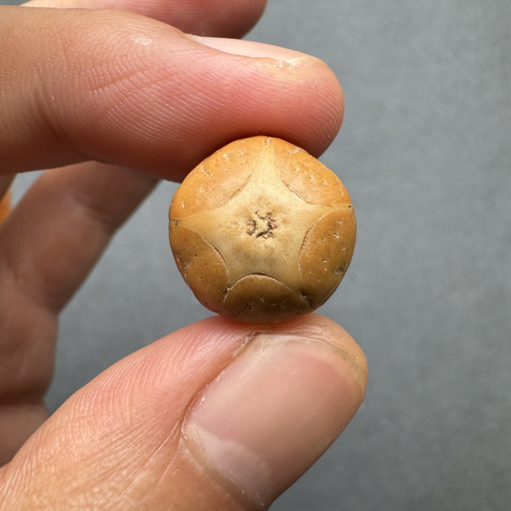 实心五星16+五星菩提凤眼手串三通佛头，非质量问题开孔不退