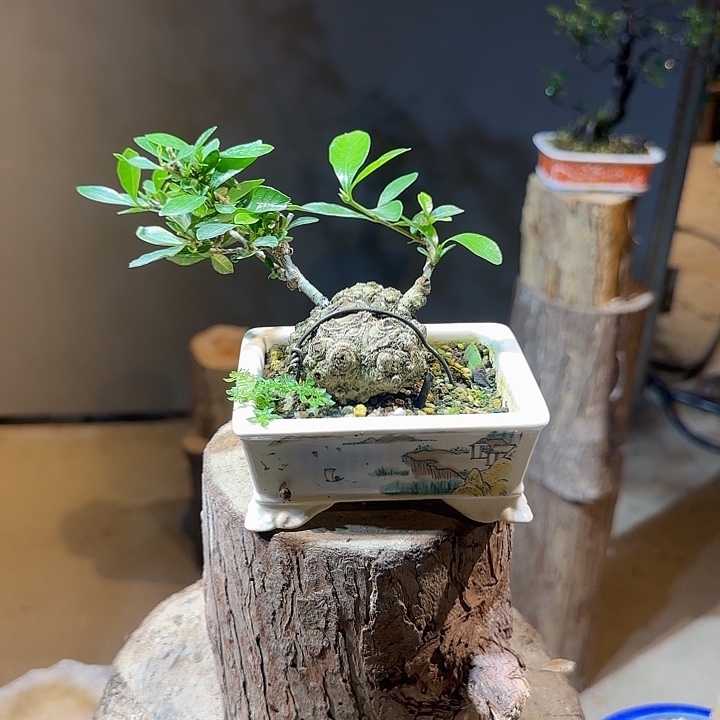 博***博完全开放海岛栀子花