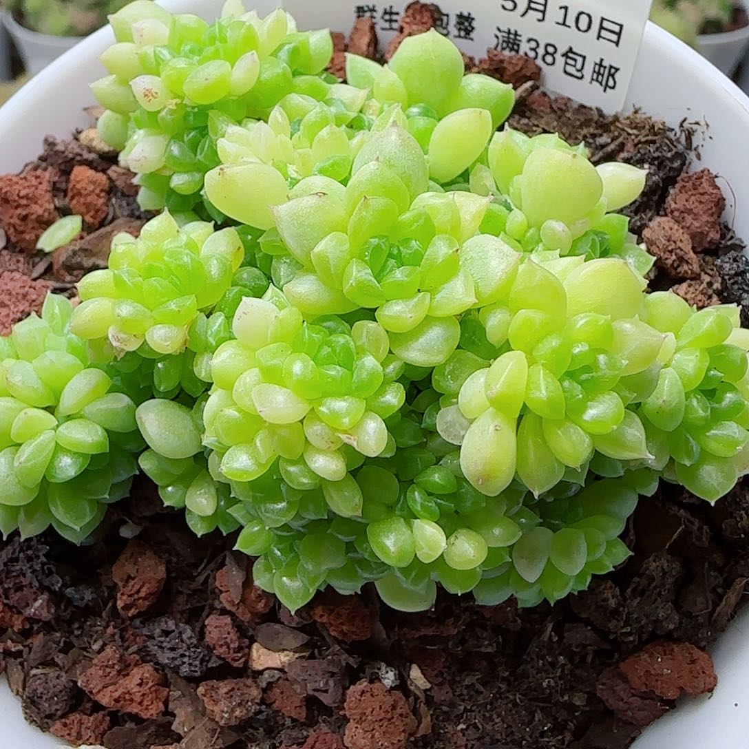 【闪购商品】0510-121（ht-67）