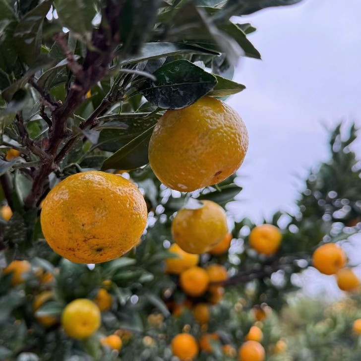 江西正宗南丰蜜广现摘现发当季密广